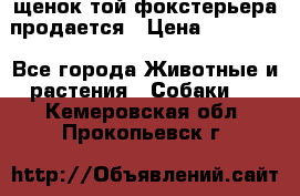 щенок той-фокстерьера продается › Цена ­ 25 000 - Все города Животные и растения » Собаки   . Кемеровская обл.,Прокопьевск г.